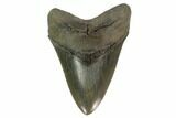 Serrated, Fossil Megalodon Tooth - Georgia #135919-1